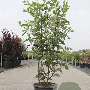Amelanchier lamarckii 100-125 cm 15L