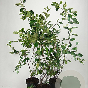 Amelanchier lamarckii 100-125 cm 7,5L
