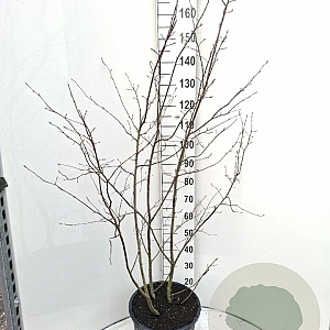 Amelanchier lamarckii 125-150 cm 20L