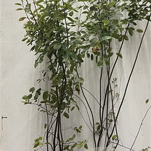 Amelanchier lamarckii 125-150 cm 7,5L