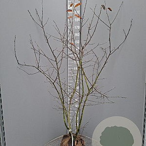 Amelanchier lamarckii 150-175 cm met kluit