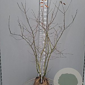 Amelanchier lamarckii 150-175 cm met kluit