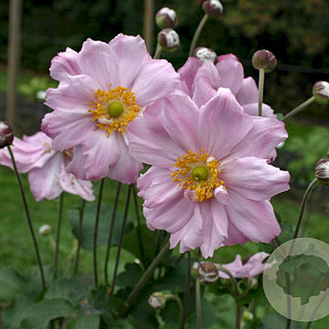 Anemone hyb. 'Königin Charlotte' GM P9