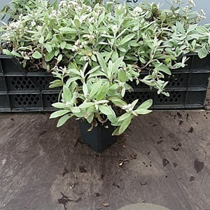 Anaphalis triplinervis GM P9 BIO