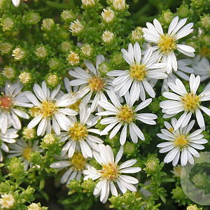Aster ericoides 'Snowflurry' GM P9