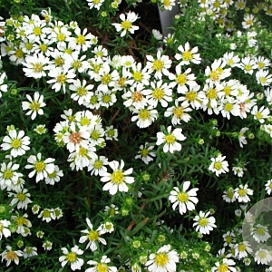 Aster ericoides 'Snowflurry' GM P9