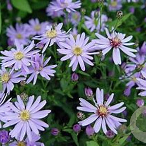 Aster 'Little Carlow' GM P9 BIO
