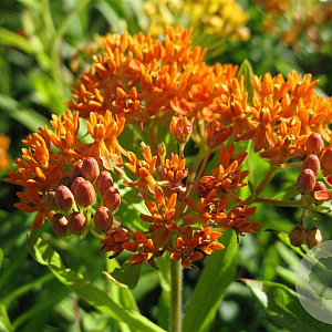 Asclepias tuberosa GM P9