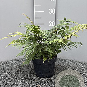 Athyrium otophorum 'Okanum' GM 2,0L