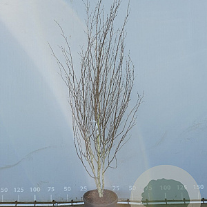 Betula utilis 'Doorenbos' 300-350 cm draadkluit meerstammig