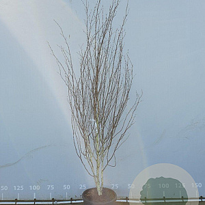 Betula utilis 'Doorenbos' 300-350 cm draadkluit meerstammig