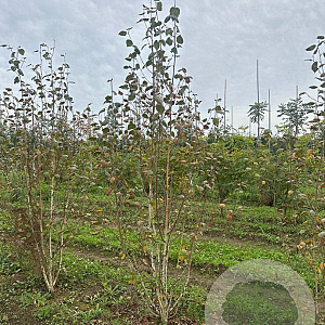 Betula utilis jacquemontii 200-250 cm draadkluit meerstammig