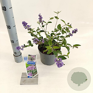 Buddleja Free Petite Blue Heaven 20-25 cm 2,0L
