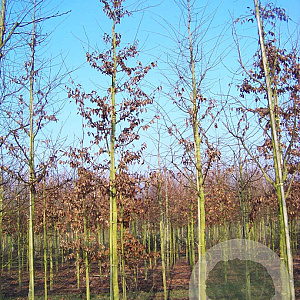 Carpinus betulus 12-14 HO draadkluit
