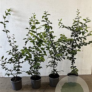Carpinus betulus 60-80 cm 2,5L