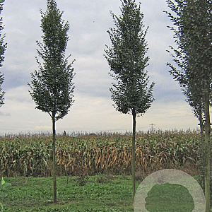 Carpinus bet. 'Fastigiata' 16-18 HO draadkluit