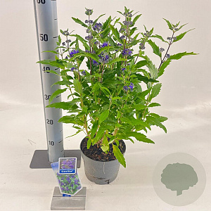 Caryopteris cland. Grand Bleu 30-40 cm 2,0L