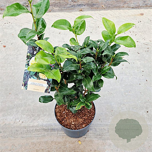Camellia j. 'Brushfield's Yellow' 40-50 cm 5,0L