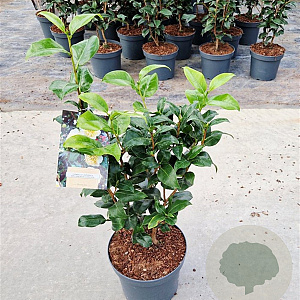 Camellia j. 'Brushfield's Yellow' 40-50 cm 5,0L