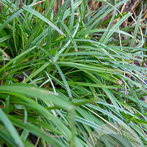 Carex morrowii 'Irish Green' GM P9