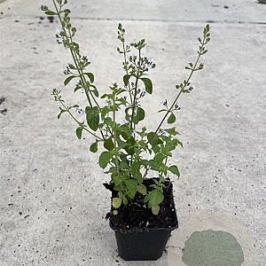 Calamintha nepeta GM P9