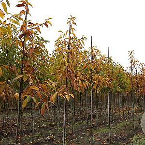 Castanea sativa 12-14 HO draadkluit