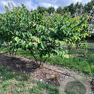 Cercis canadensis 250-300 cm draadkluit meerstammig