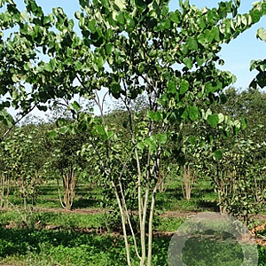 Cercis canadensis 350-400 cm draadkluit meerstammig