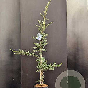 Cedrus l. 'Glauca' 100-125 cm 7,5L