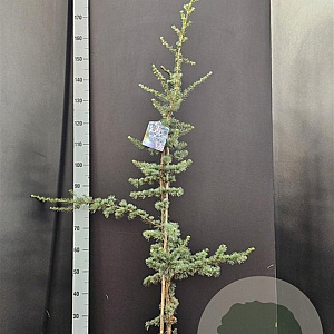 Cedrus l. 'Glauca' 100-125 cm 7,5L