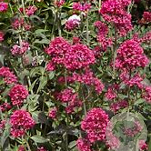 Centranthus ruber 'Coccineus' GM P9 BIO