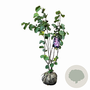 Cercis siliquastrum 100-125 cm met kluit