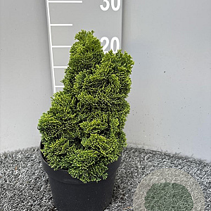 Chamaecyparis o. 'Nana Gracilis' 15-20 cm 2,0L