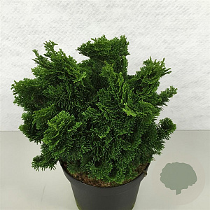 Chamaecyparis o. 'Nana Gracilis' 20-25 cm 3,0L