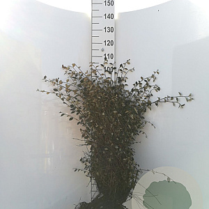 Cotoneaster franchetii 60-80 cm wortelgoed 1/1 2-3 tak