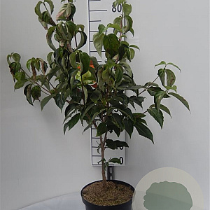Cornus kousa chinensis 60-80 cm 5,0L