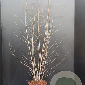 Cornus kousa chinensis 80-100 cm 10L