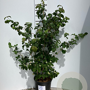 Cornus k. 'Satomi' 100-125 cm 20L