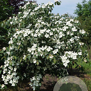 Cornus k. 'Teutonia' 200-250 cm draadkluit struik