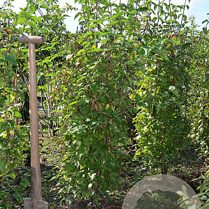 Cornus mas 125-150 cm met kluit