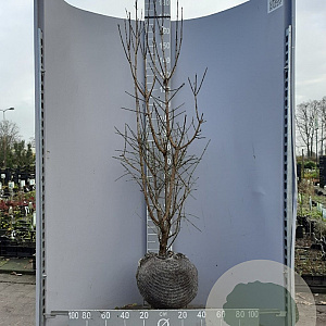 Cornus mas 150-175 cm met kluit