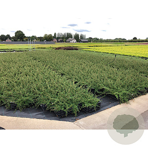 Cotoneaster radicans 'Eichholz' GM P9