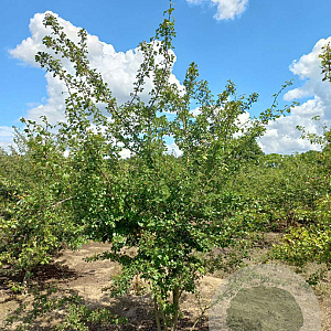 Crataegus laev. 'Plena' 300-350 cm draadkluit meerstammig