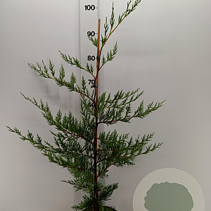 Cupressocyparis leylandii 80-100 cm 3,0L