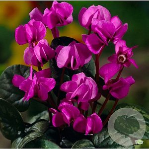 Cyclamen coum 'Rubrum' GM P9