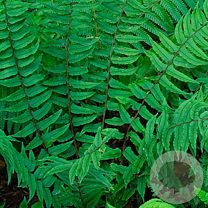 Cyrtomium fortunei GM P9