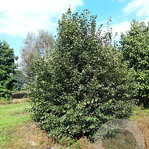 Davidia involucrata 350-400 cm draadkluit meerstammig op aanvraag