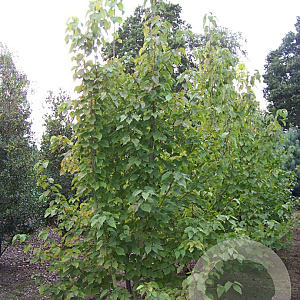 Davidia involucrata 350-400 cm draadkluit meerstammig op aanvraag