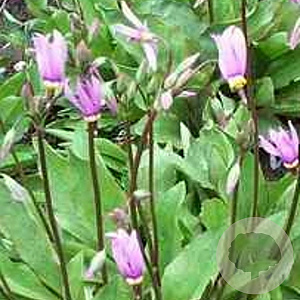 Dodecatheon meadia GM P9