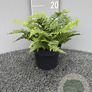 Dryopteris af. 'Crispa' GM 2,0L